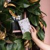 Magnolia Sachet 6 Pack